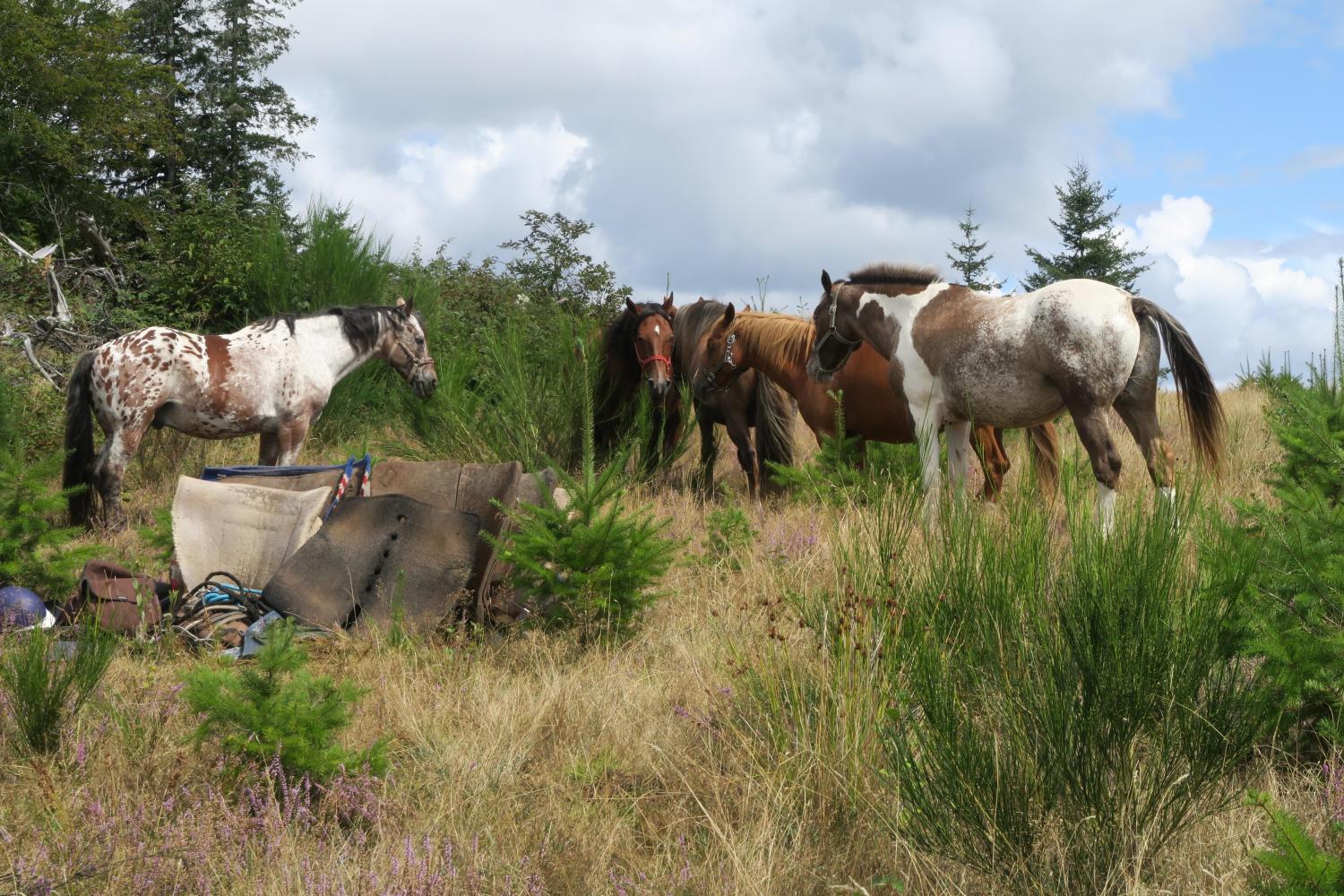 Pause pour les chevaux durant une randonnée écotouristique dans le PNR de Millevaches_4