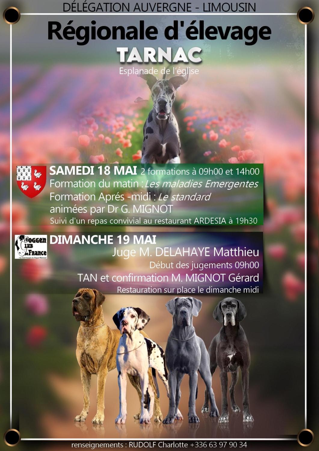 affiche régionale d'élevage dogue allemand