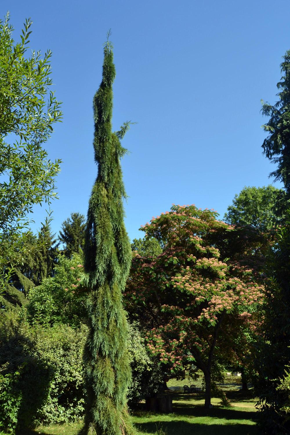 Arboretum AL GAULHIA_4