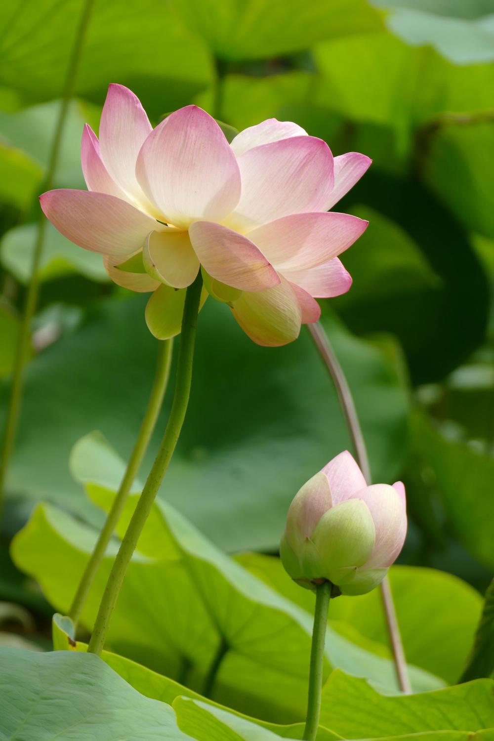 Arboretum Al Gaulhia - lotus 