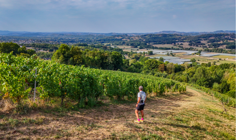 Vignoble du Saillant © Julien AUDIGIER