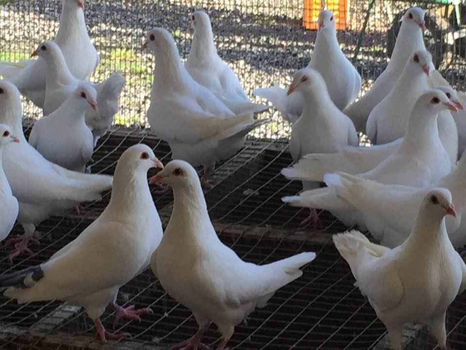 Pigeons reproducteurs Hubbell blancs_2