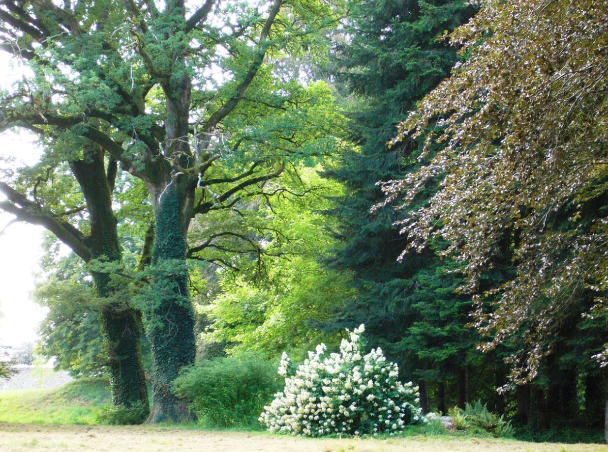 Arboretum du Château de Neuvic d'Ussel_1