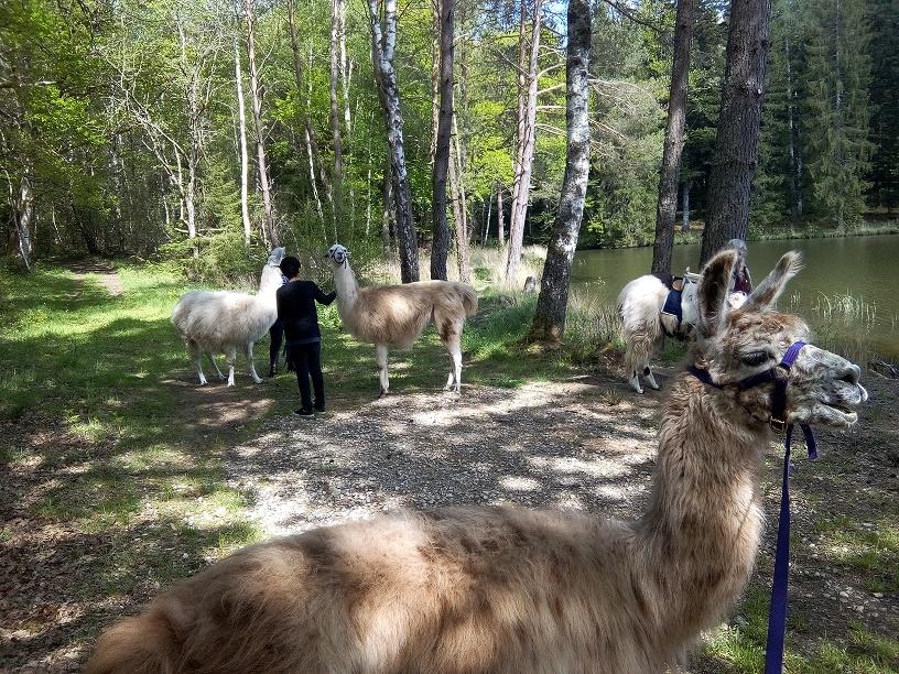 Balades et randonnées avec des lamas_3