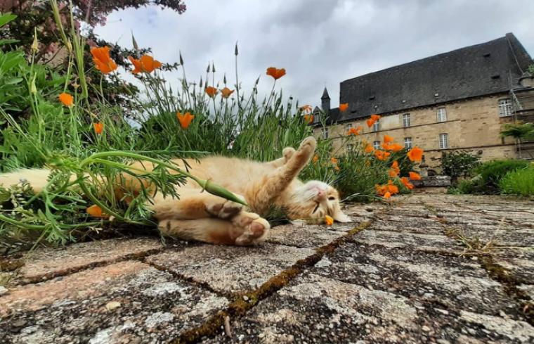 Chachanel à l'Abbaye d'Aubazine