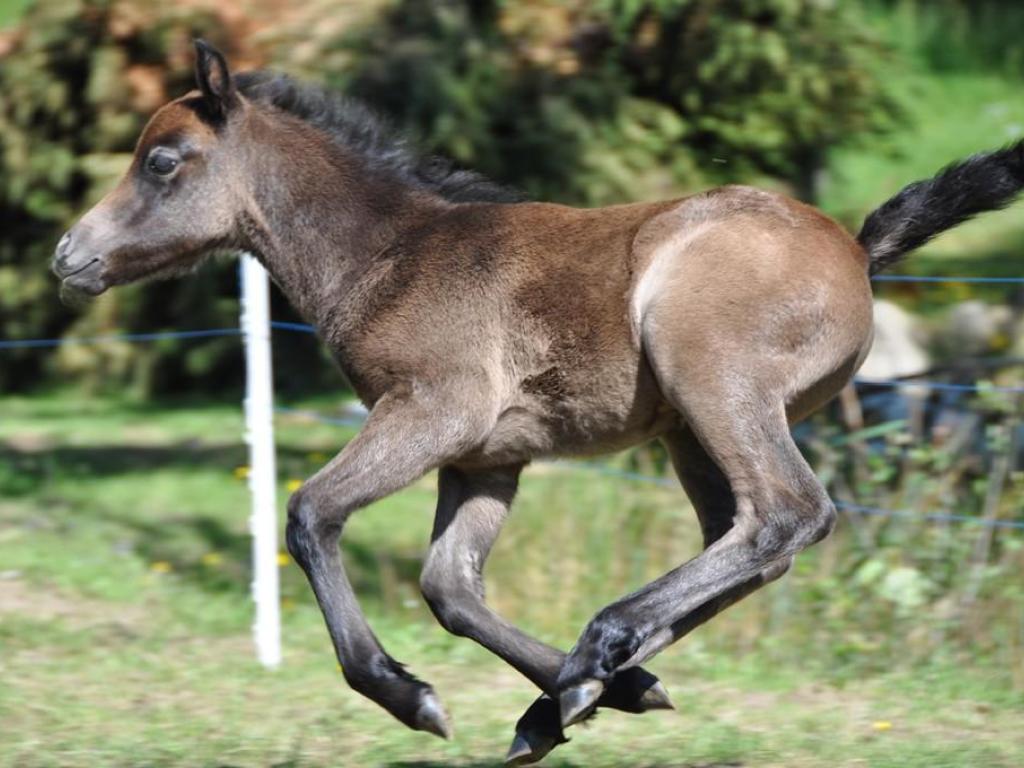 La Ronde des Poneys