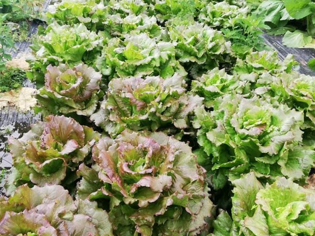 Le Jardin du Passadou