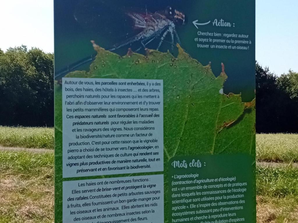 Vignoble Pierro