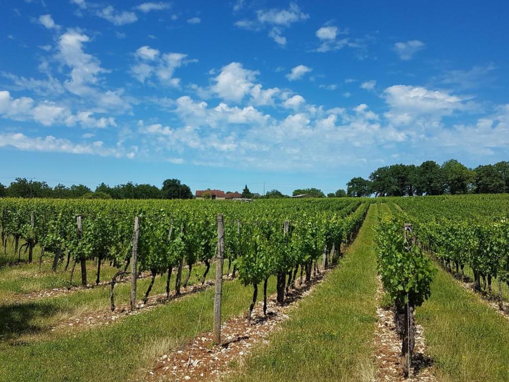 Vignoble Pierro