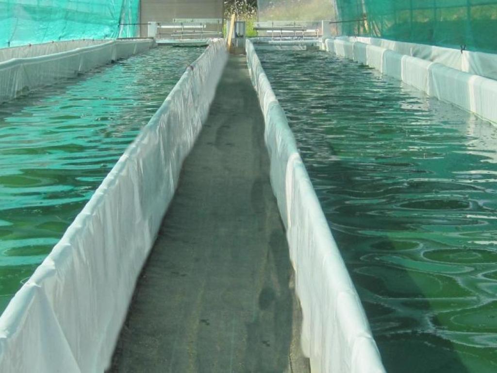 Spiruline des gabariers
