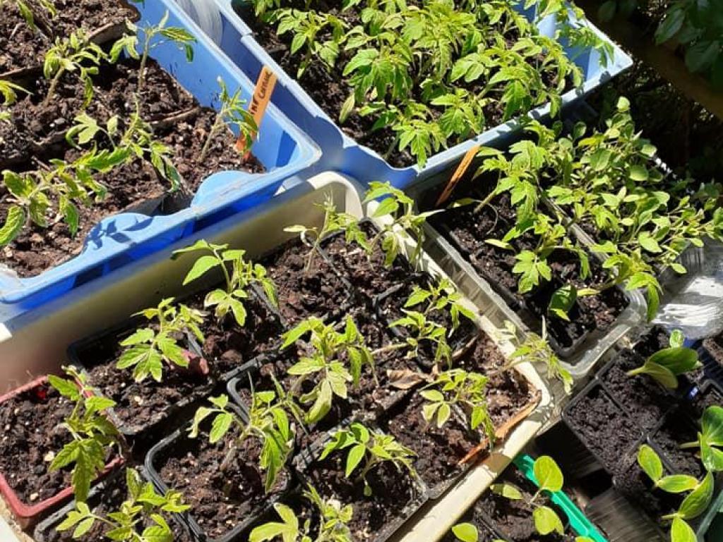 Le potager Saint-Martinois