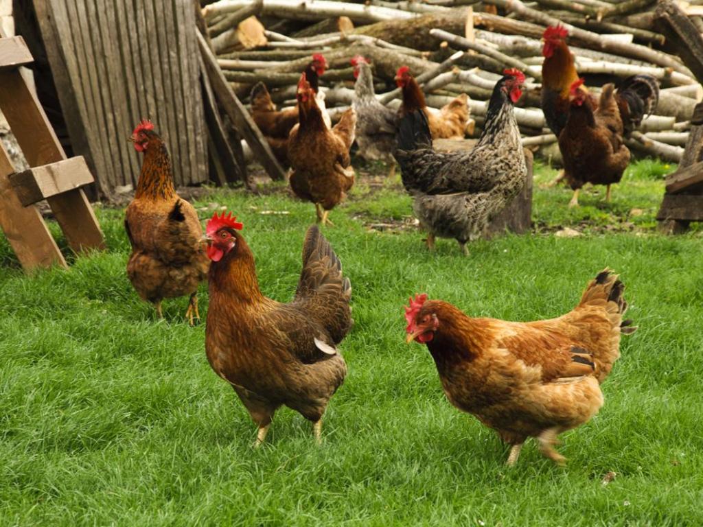 Ferme de Luc