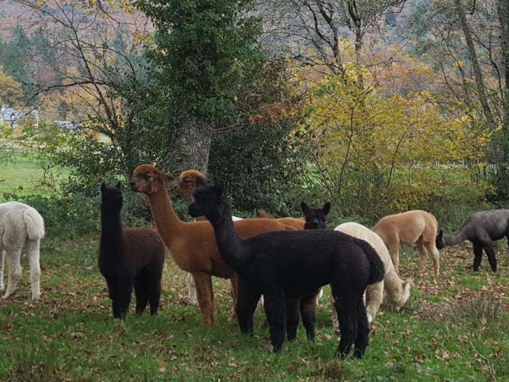 Les Alpagas des Monédières
