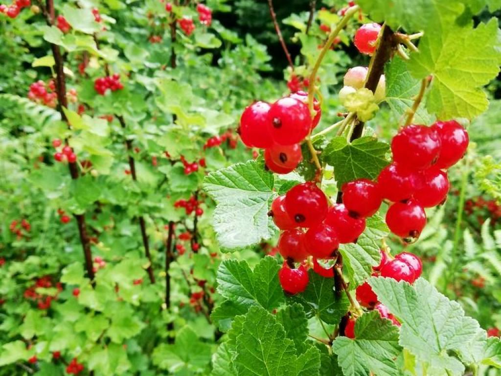 Le Jardin du Passadou