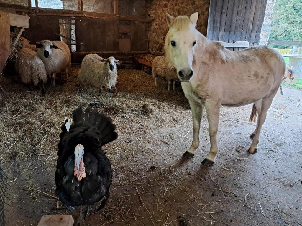Ferme de MAAT