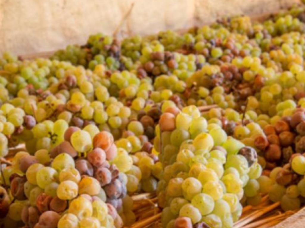 Domaine Champs du Cellier