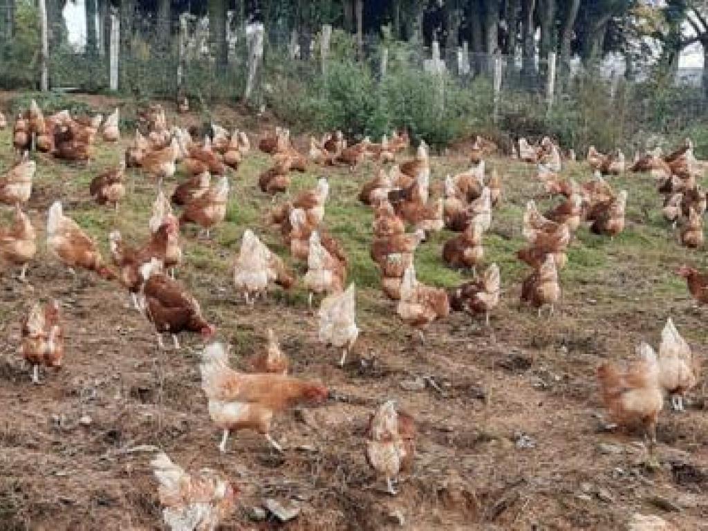 Les Oeufs du Grand'air Corrézien