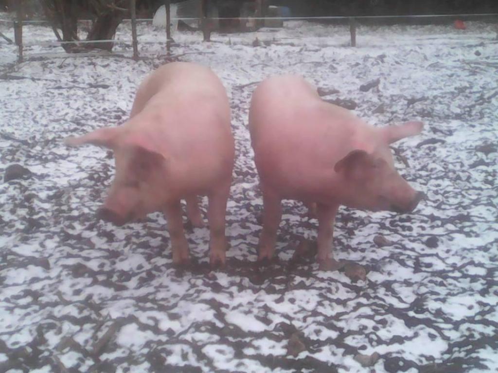 Ferme des 4 pattes