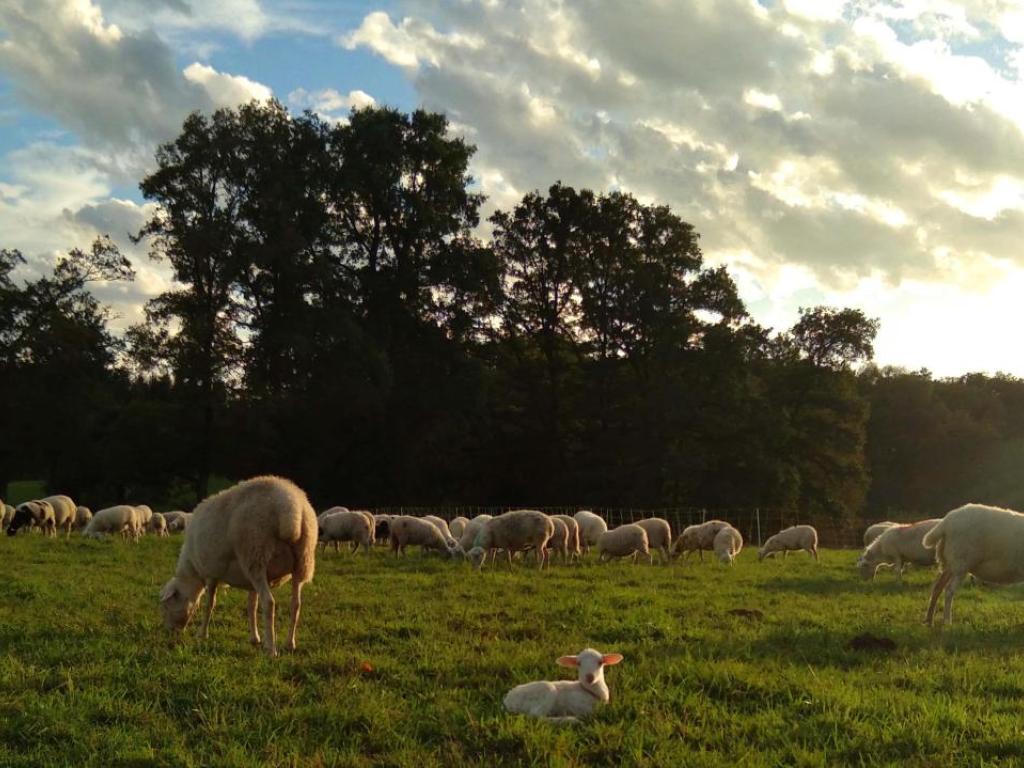 GAEC Revenons à nos moutons
