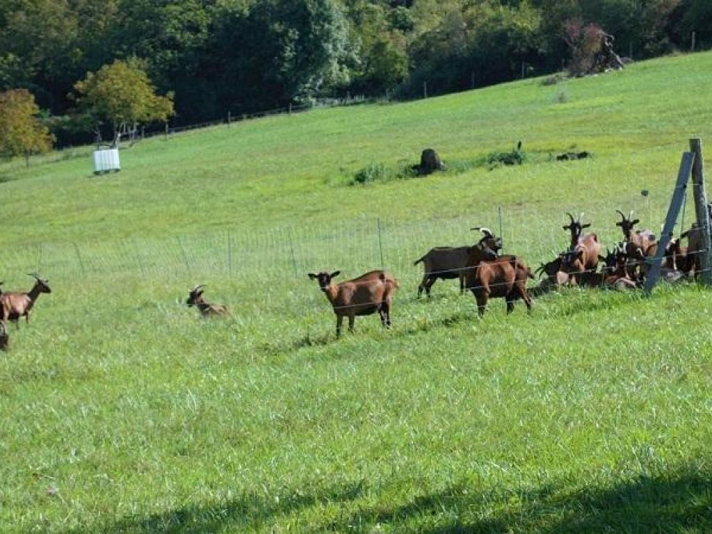 Ferme de la chèvre Bleue