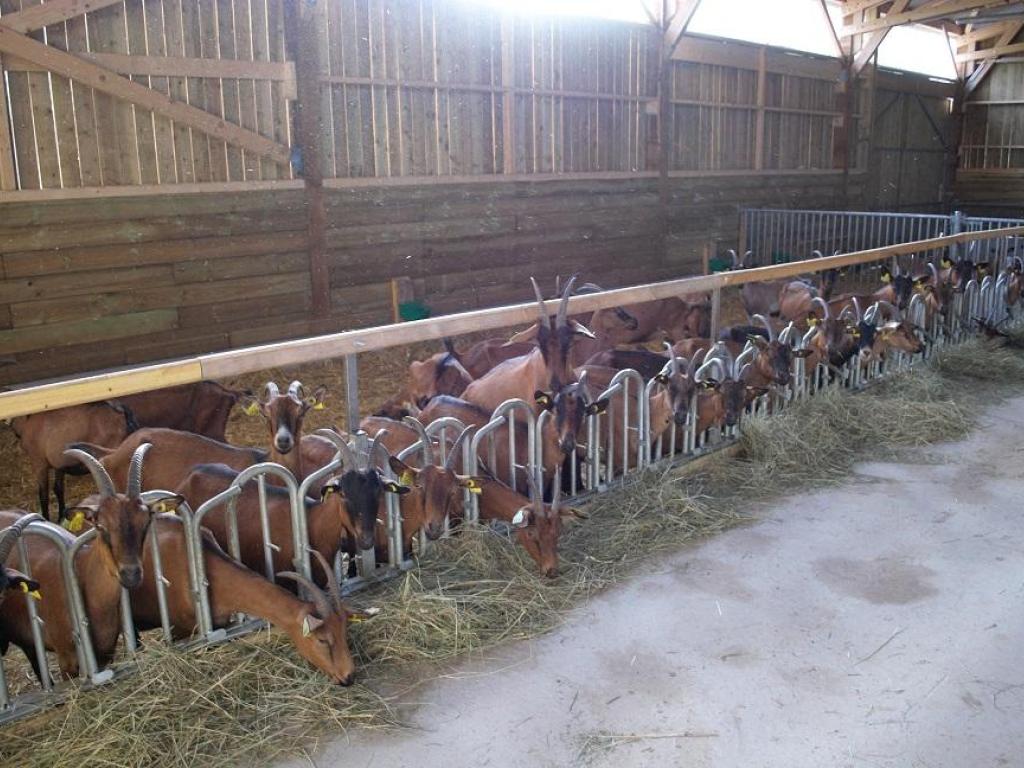 Ferme de la chèvre Bleue