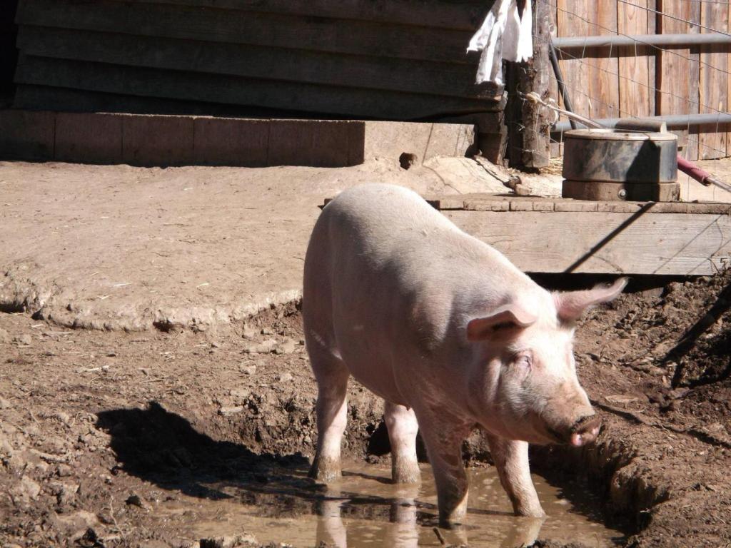 Ferme des 4 pattes