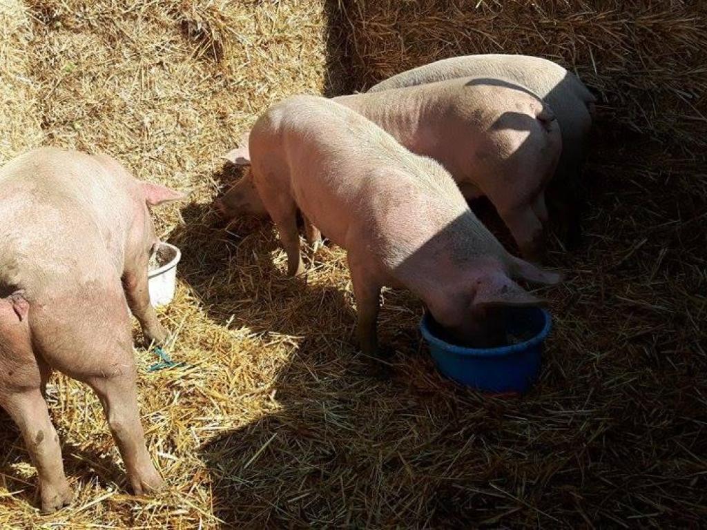 Ferme des 4 pattes