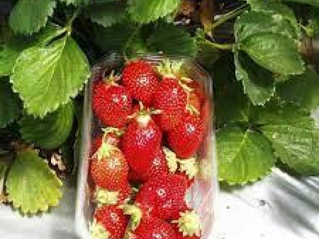 Les Gourmandines