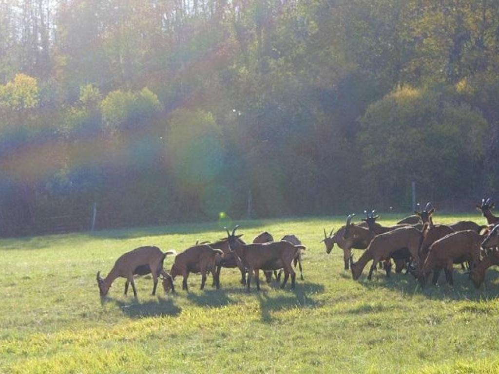 Ferme de la chèvre Bleue