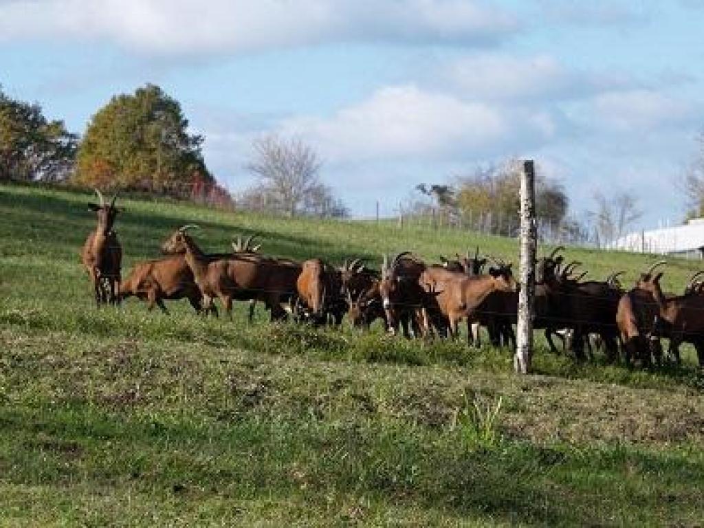Ferme de la chèvre Bleue