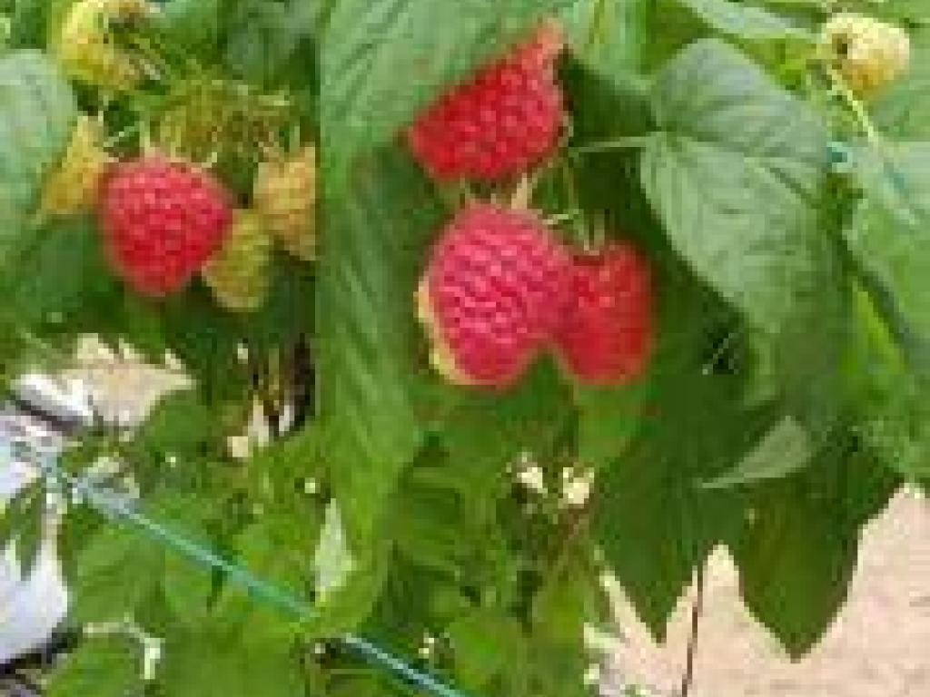 Les Gourmandines