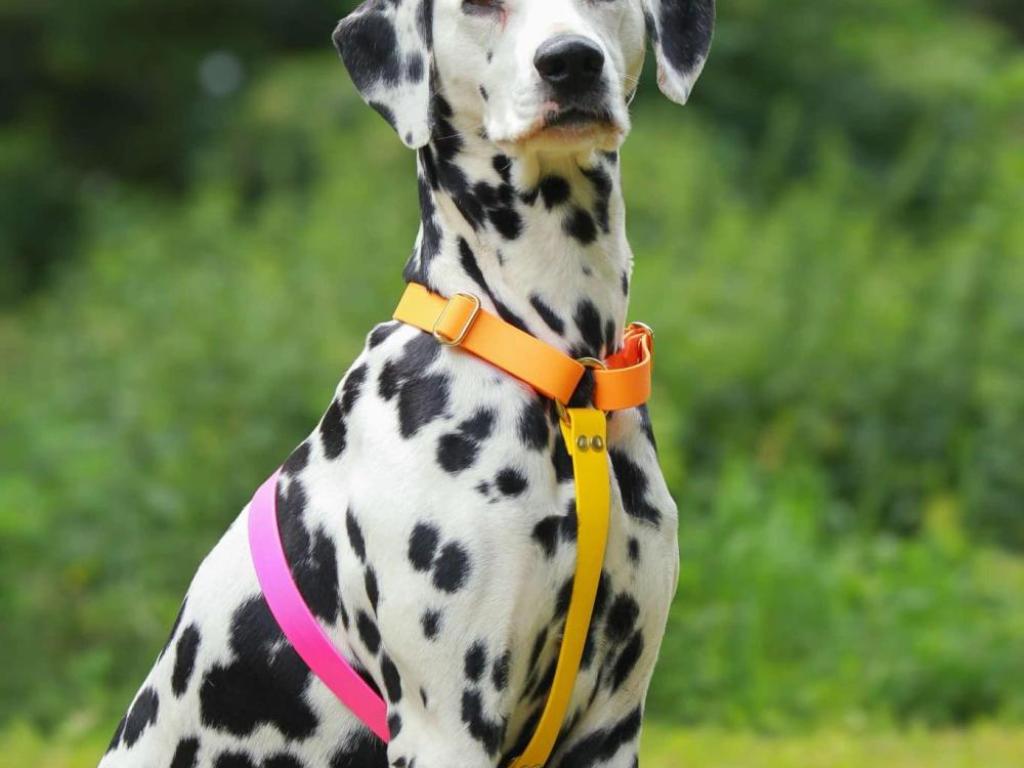 Le marché des passionnés du chien