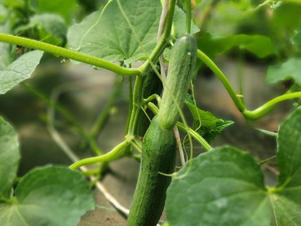 Visite du Potager au Maraîcher