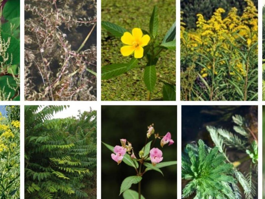 Conférence : Les Plantes invasives
