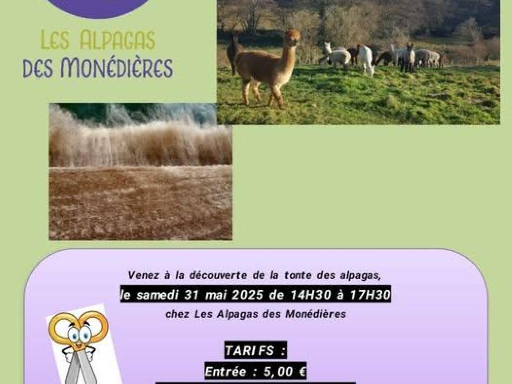 Tonte des alpagas