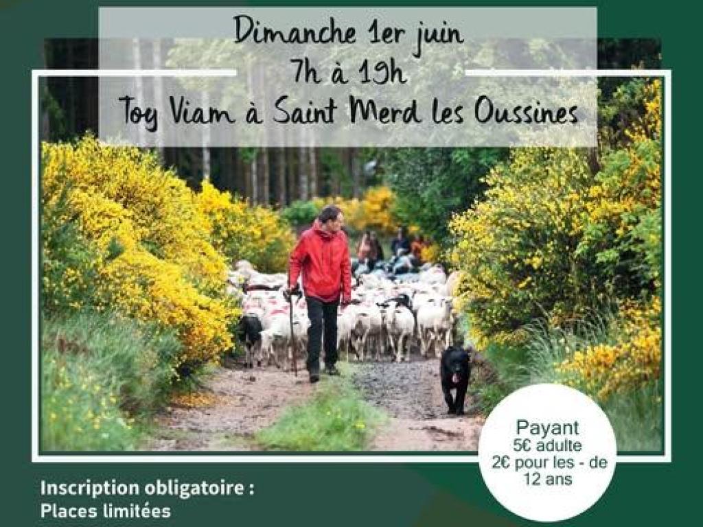 Transhumance des brebis