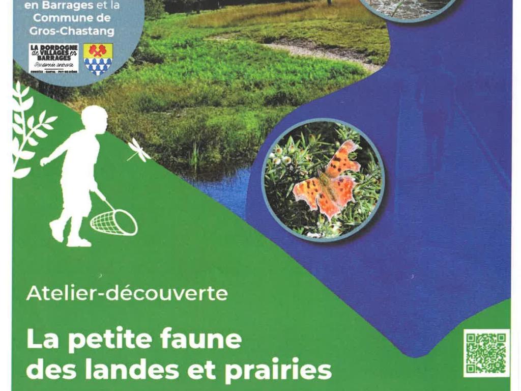 Atelier-découverte : La petite faune des landes et des prairies