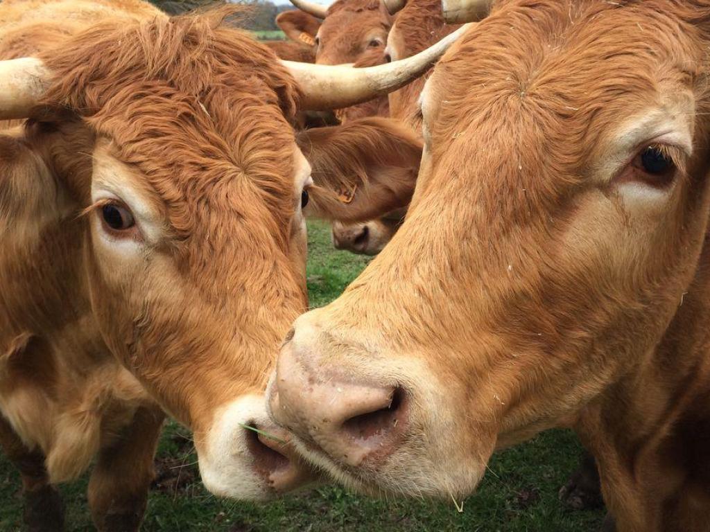 Conférence : Vivre et faire vivre quel avenir pour les agriculteurs correziens ?