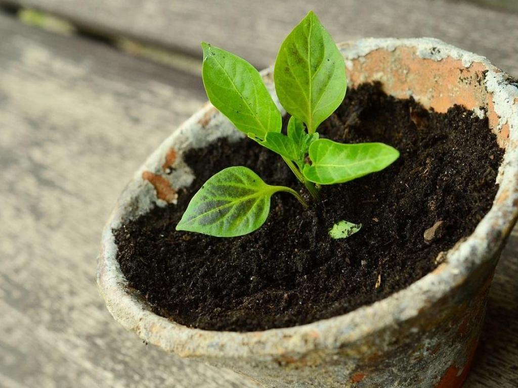 Bourse aux plantes