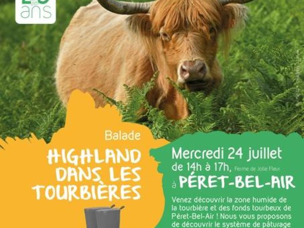 Highland dans les tourbières