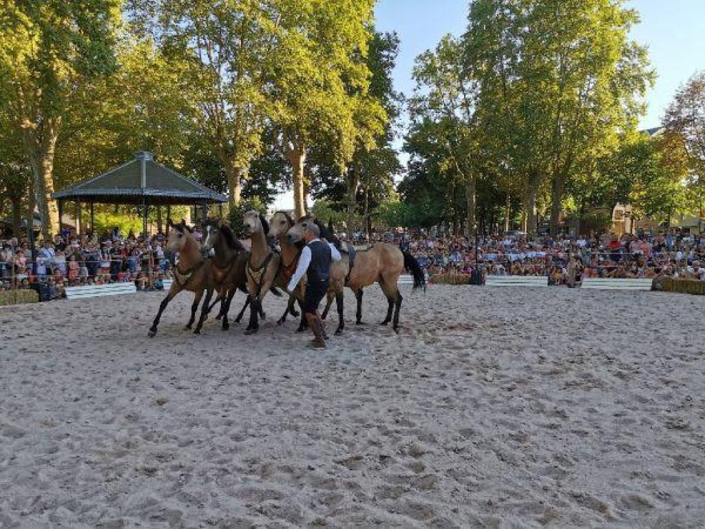 Spectacle en centre-ville: Scène de manège-Hasta luego