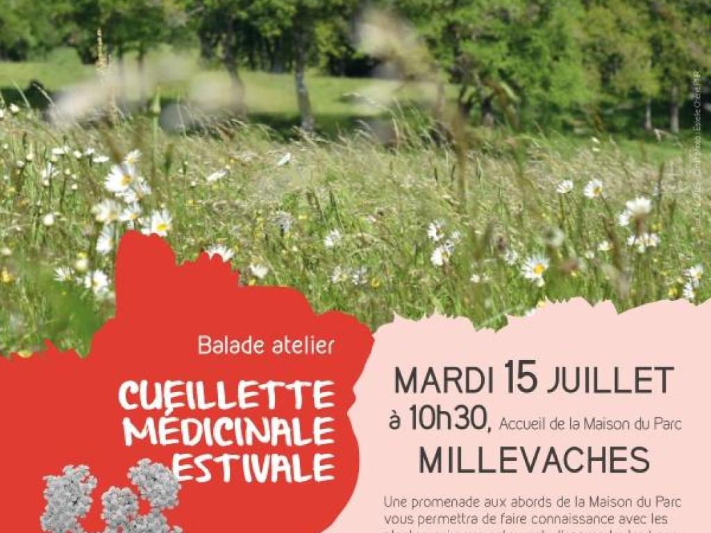 Cueillette médicinale estivale