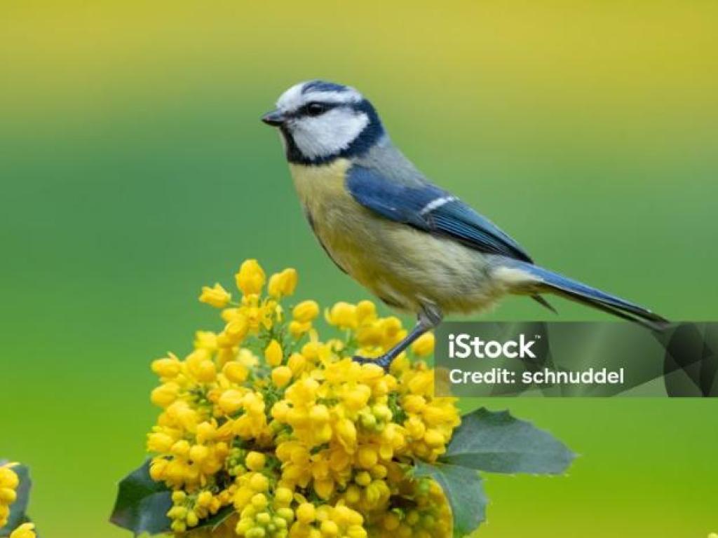 Initiation aux chants d'oiseaux