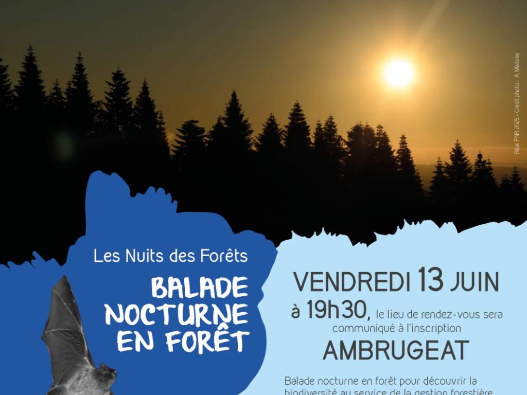 Balade nocturne en forêt