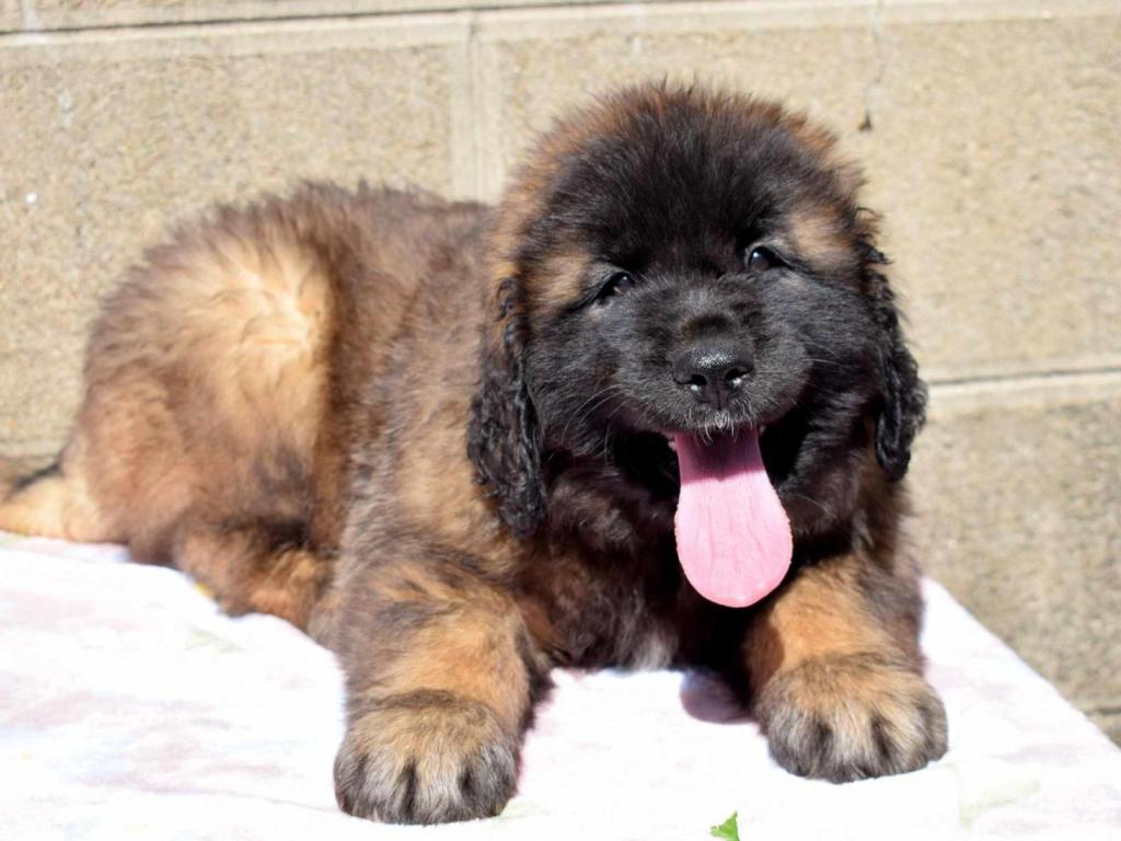 Rencontre avec les chiots Leonberg en balade à la ferme