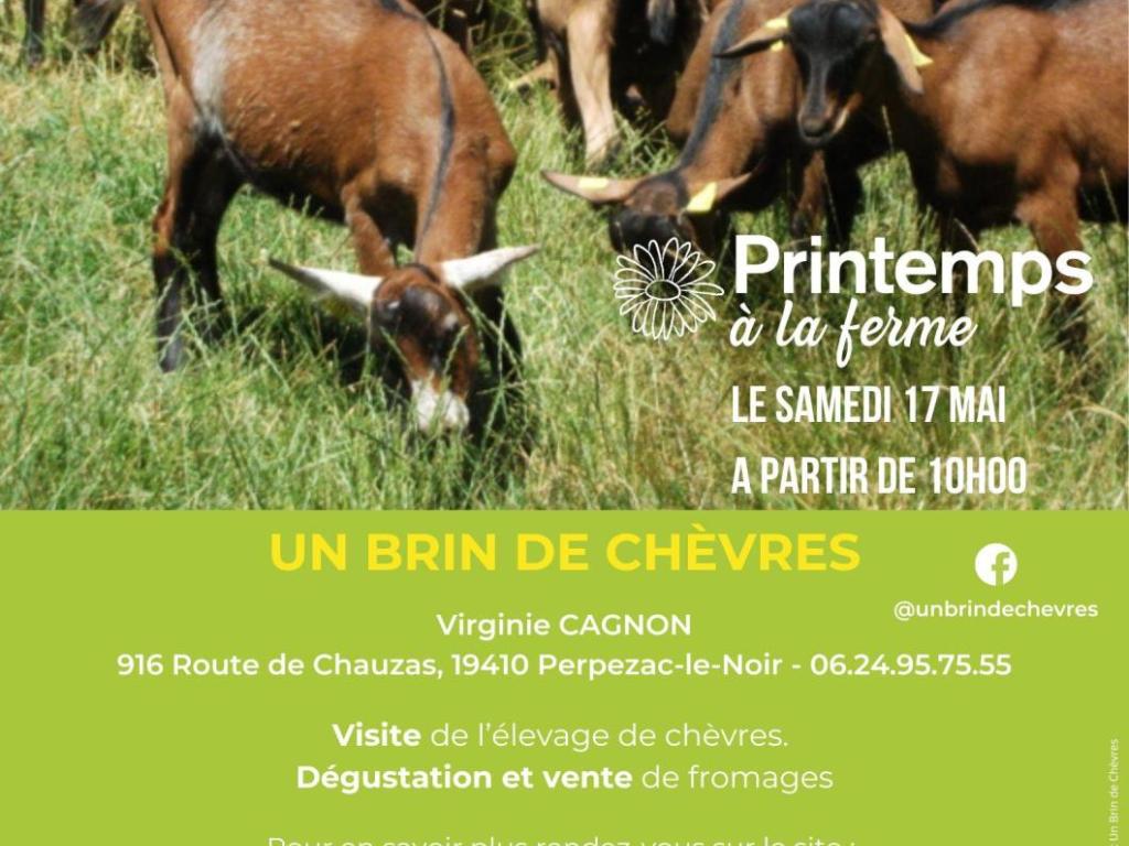 Un brin de chèvres - Printemps à la ferme - BAF