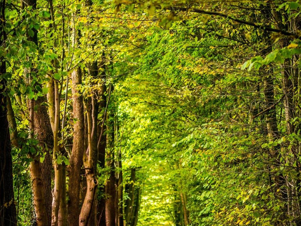"Les nuits des forêts" à Branceilles