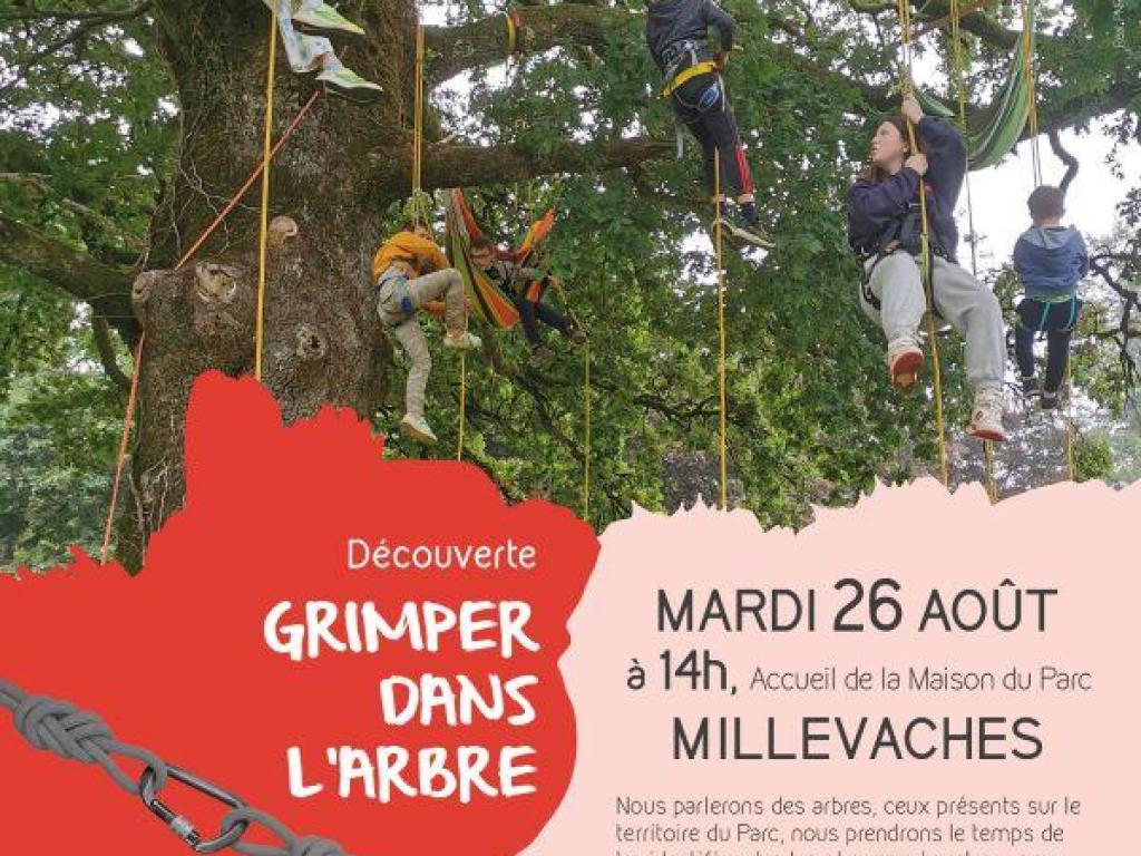 Grimpe à l'arbre