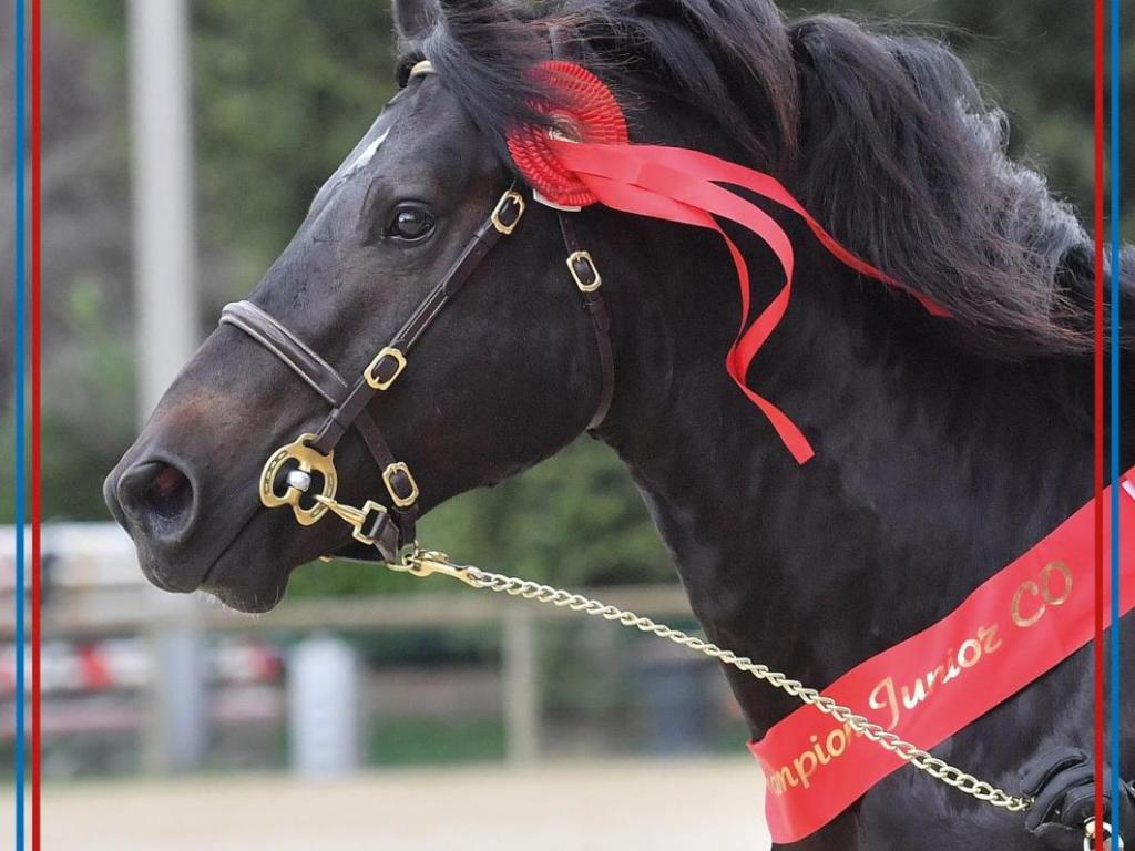 Championnat de France des Poneys Connemara