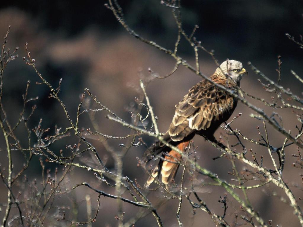 Les rapaces de la vallée de la Luzège
